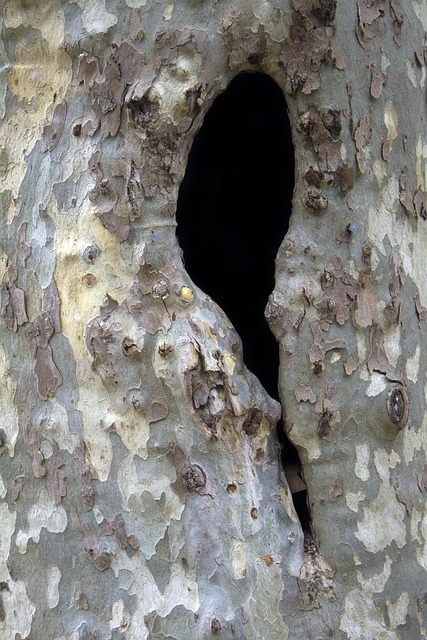 Free Wood Texture photo and picture