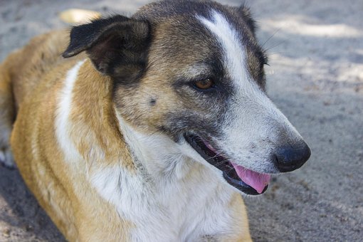 Câine, Câine De Casă, Câine Bătrân