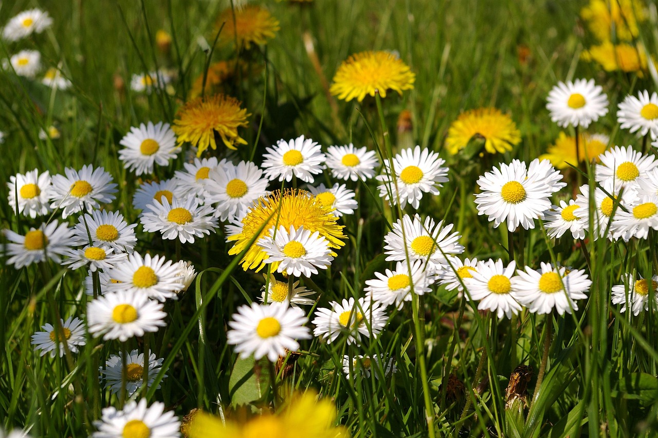 Spring Medoq Spring Meadow - Free photo on Pixabay - Pixabay