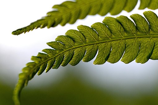 Free Fern Ferns photo and picture
