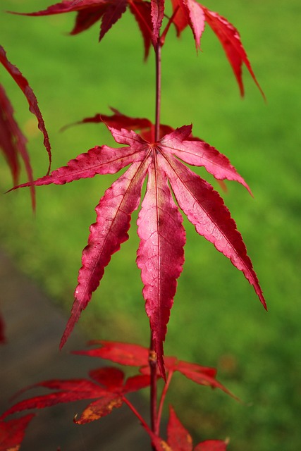 Free Leaves Red photo and picture