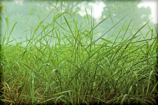 Free Grasses Green photo and picture