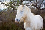 horse, camargue, white