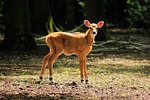 sarna, ungulates, cervidae