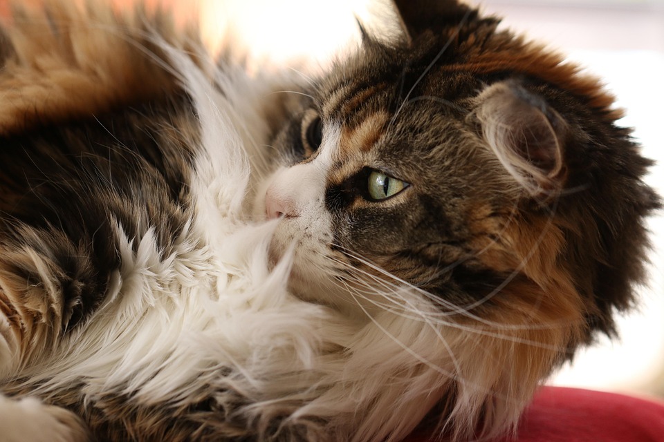 Kot Maine Coon Rasa Darmowe Zdjęcie Na Pixabay