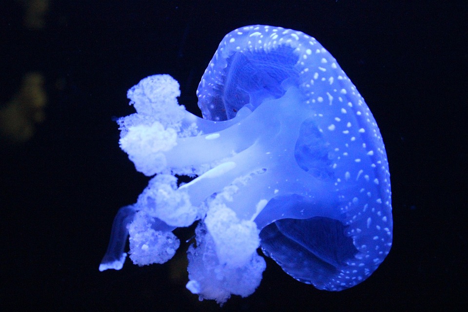 クラゲ 海洋生物 水族館 - Pixabayの無料写真 - Pixabay