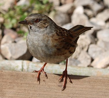 Free Dunnock Nature photo and picture