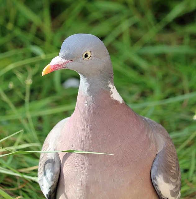 Free Pigeon Bird photo and picture