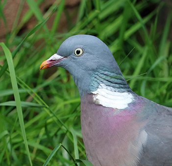 Free Pigeon Nature photo and picture