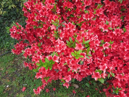 Lyserøde Blomster, Busk, Haven, Fjeder