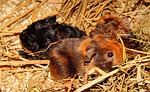 guinea pig, young animals, half a day old