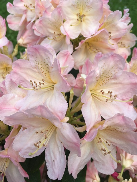 Flor Do Rododendro, Rosa, Fechar-Se