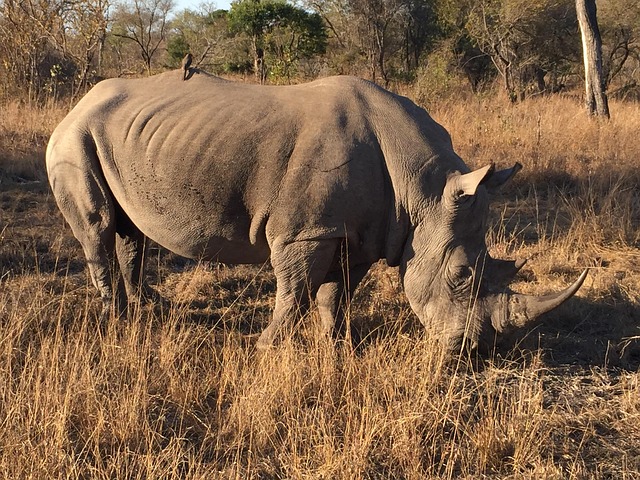 Rinocer, Africa, Sabi Sabi