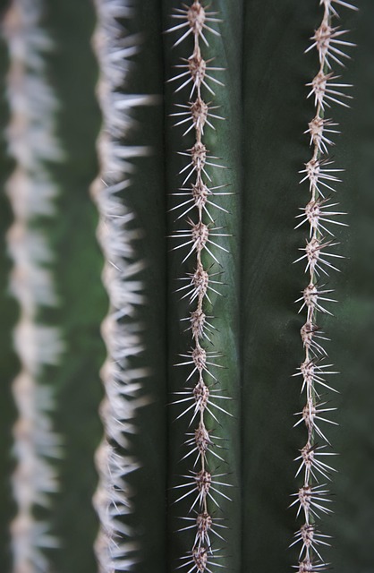 Free Cactus Spur photo and picture