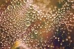 dew drops, dew, water