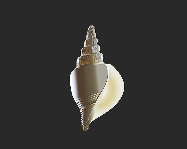 Free Shell Gastropod vector and picture