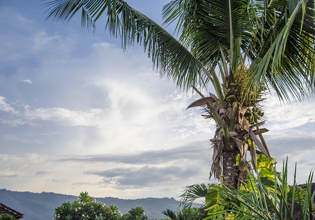 Palmboom, Hemel, Bali