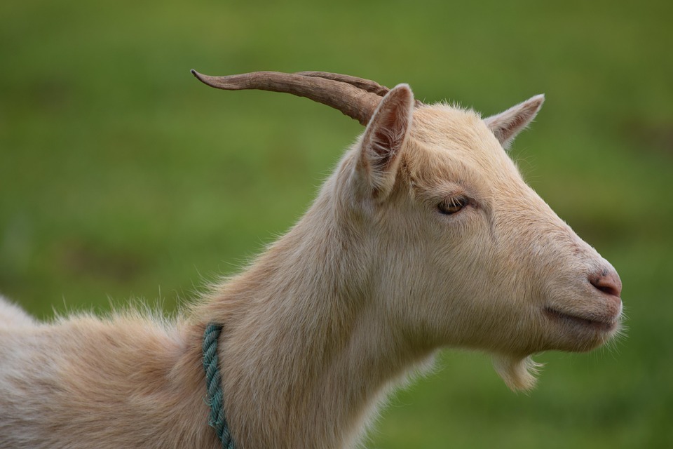 Kambing Hewan Ternak Padang Foto Gratis Di Pixabay