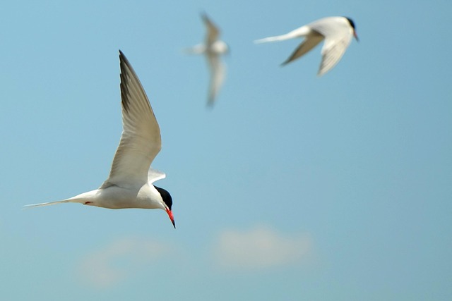 Schwalben, Vogel, Fliegen, Flug, Himmel