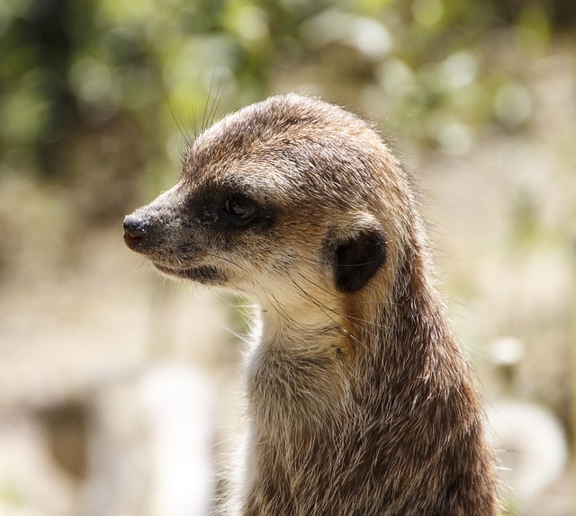 Dieren, Natuur, Stokstaartje, Dierentuin