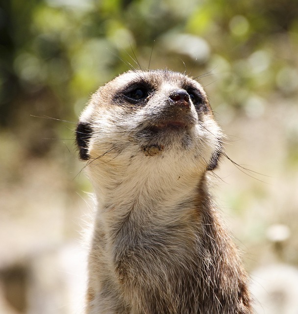 Dieren, Stokstaartje, Natuur, Dierentuin