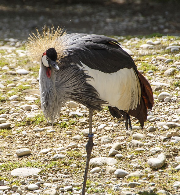 Vogel, Kraan, Natuur, Dierentuin