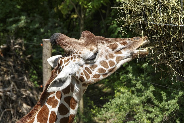 Dieren, Giraffe, Natuur, Dierentuin