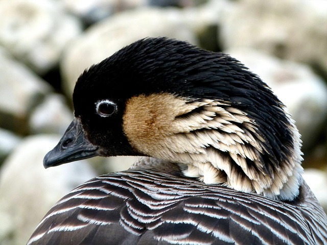 Vogel, Hawaiiaanse Gans, Vogelreservaat