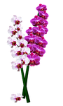 orchid, orchis, flower