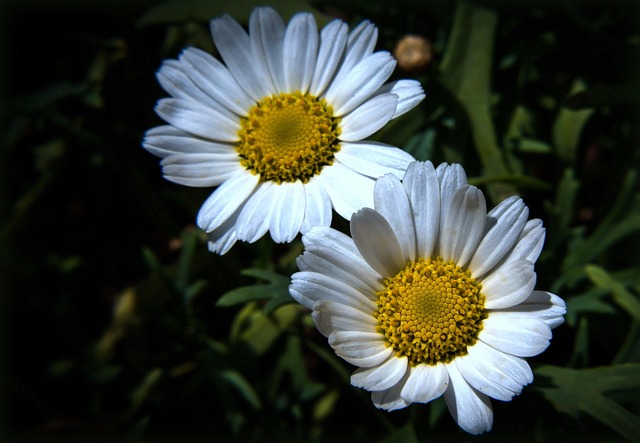 Free Daisies Flower photo and picture