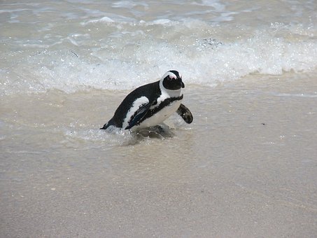 Pinguin, Natur, Tierwelt, Ozean