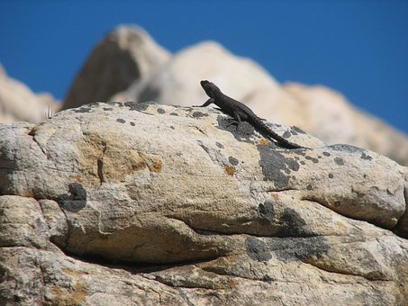 Eidechse, Reptil, Südafrika, Tierwelt