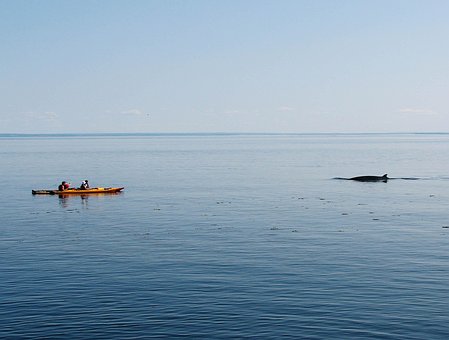 Wal, Kajak, Natur, Marine, Aufpassen