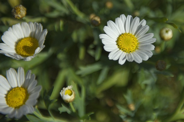 Free Daisies Flower photo and picture