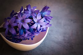 Hyacinth, Flower, Blue, Violet