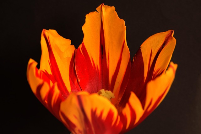 Free Blossom Bloom photo and picture