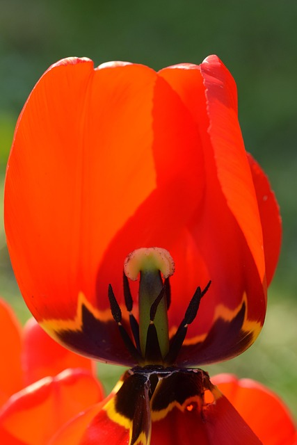Free Blossom Bloom photo and picture