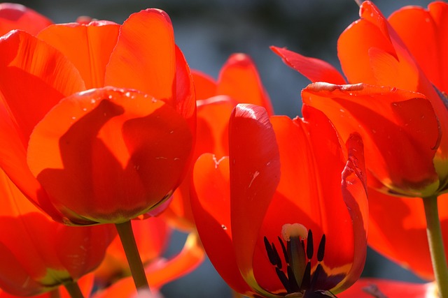 Free Blossom Bloom photo and picture