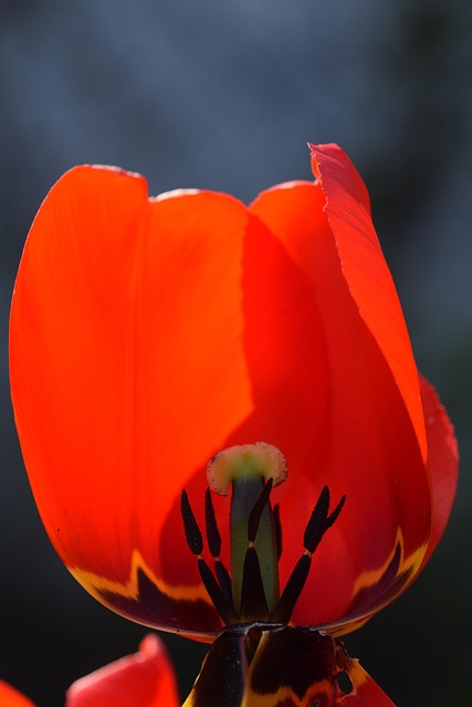 Free Blossom Bloom photo and picture