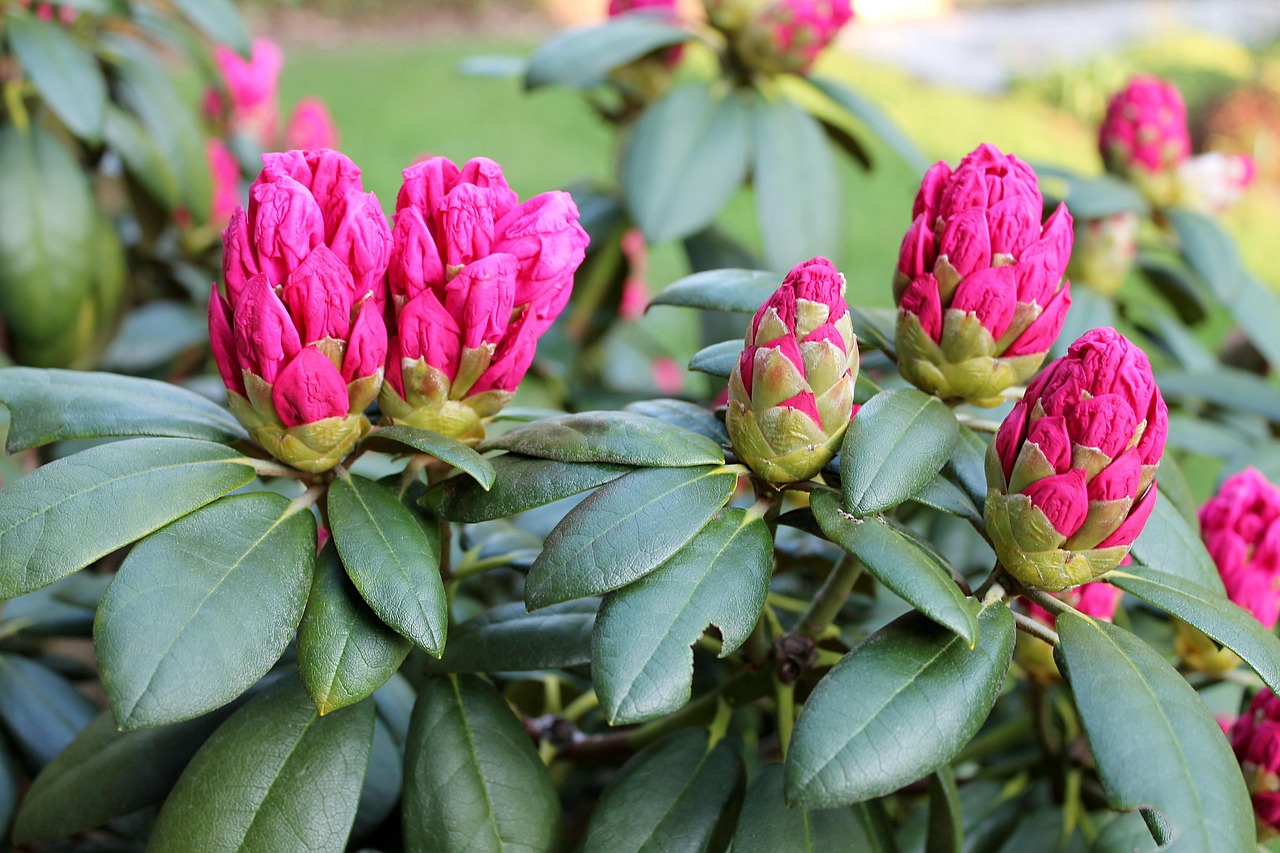Rhododendron The Garden Summer - Free photo on Pixabay - Pixabay