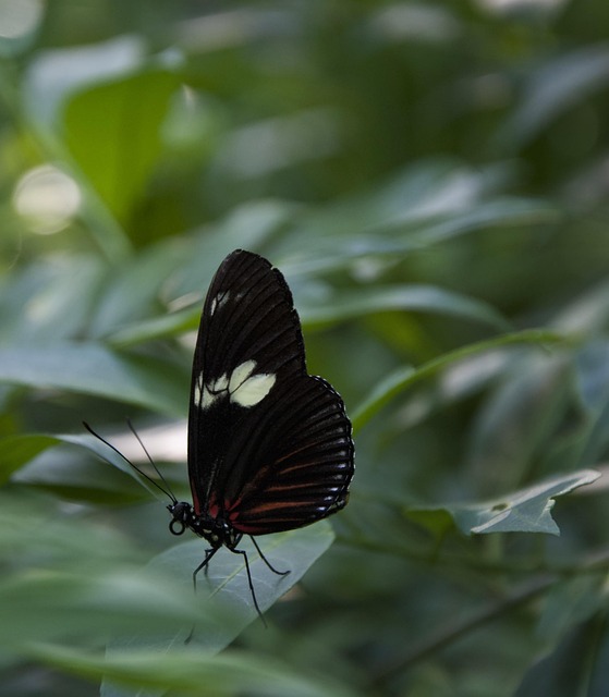 Free Butterfly Leaves photo and picture