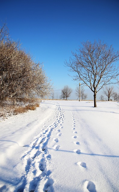Free Chicago Winter photo and picture