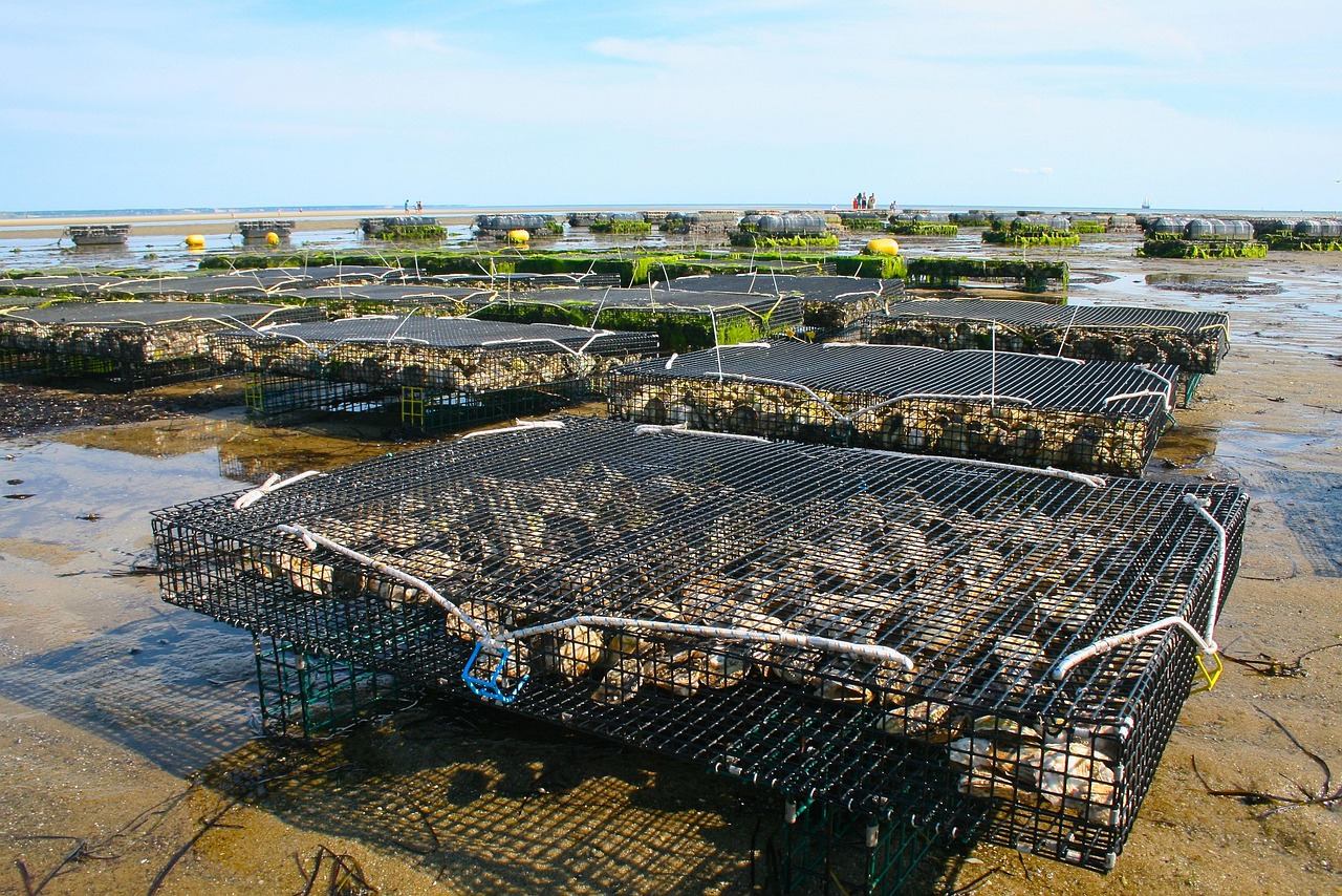 Oyster Farm Shellfish Fis Free photo on Pixabay Pixabay