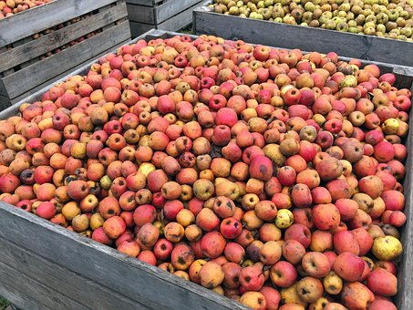 Apfel, Rote Äpfel, Ernte, Obstbaum, Obst