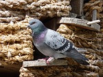dove, dovecote, bird