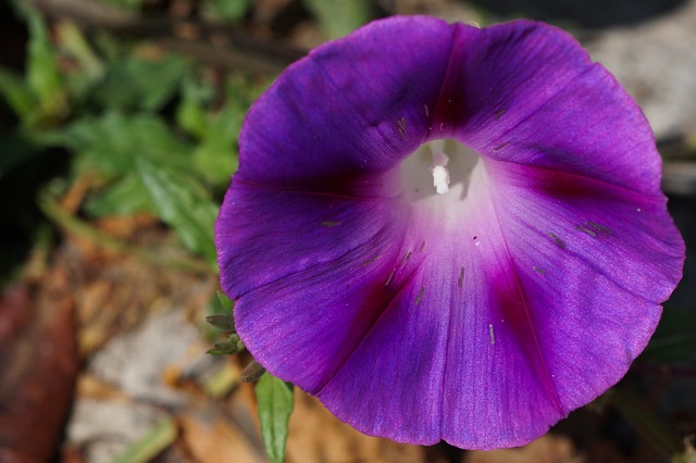 Tinker Bell, Blumen-Look, Blume