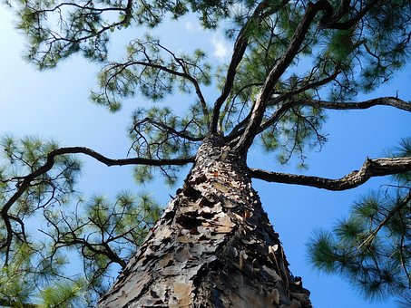 Baum, Äste, Natur, Pflanze, Geäst