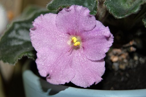 Violette Blüte, Pflanze, Blumentapete