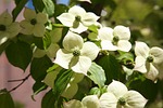 osier, nature, flowers