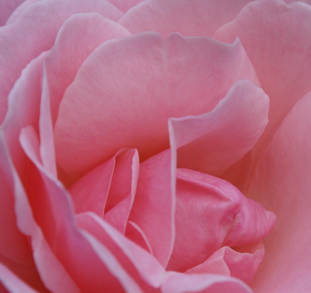 Fleur Roe Rose Fleur - Photo gratuite sur Pixabay - Pixabay